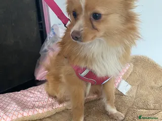 Pomeranian dogs Adventurous girl Pomeranian - Advert 1