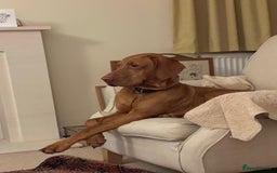 Hungarian Vizsla dogs for stud: Proven KC Reg Health Tested Stud Dog - Image 5