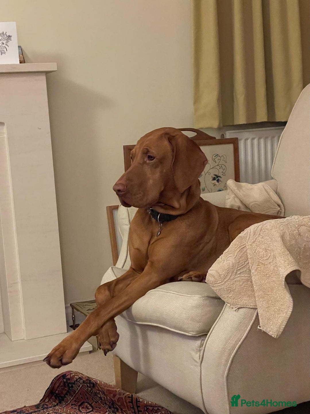 Hungarian Vizsla dogs for stud: Proven KC Reg Health Tested Stud Dog - Image 5
