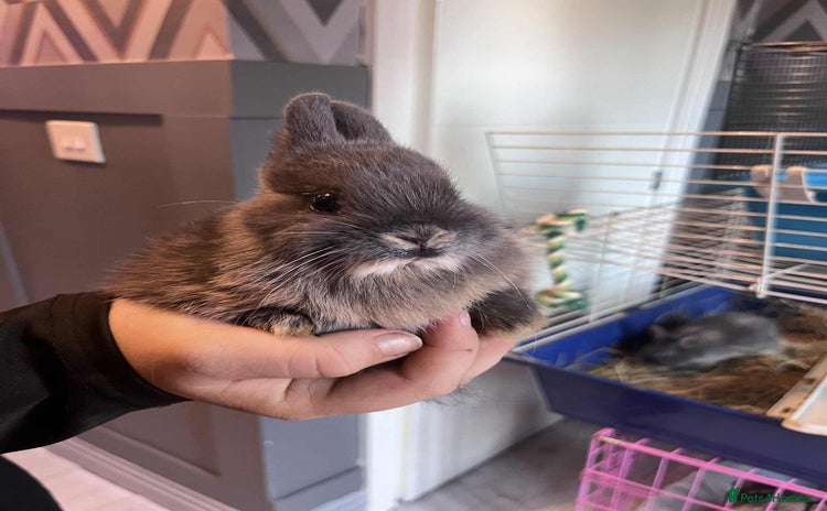 Netherland Dwarf rabbits - Advert 2