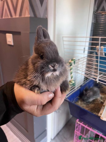 Netherland Dwarf rabbits - Advert 1