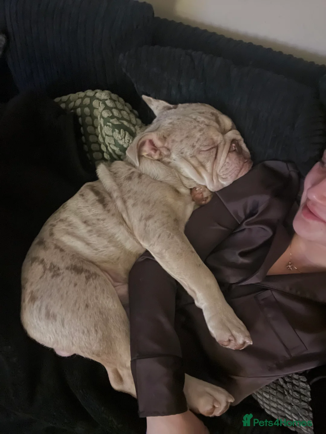 English Bulldog dogs for sale: Bulldog for rehoming  - Advert 3