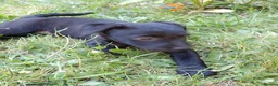 Patterdale Terrier dogs for sale: 2x Patterdale puppies - female - available now - Advert 16