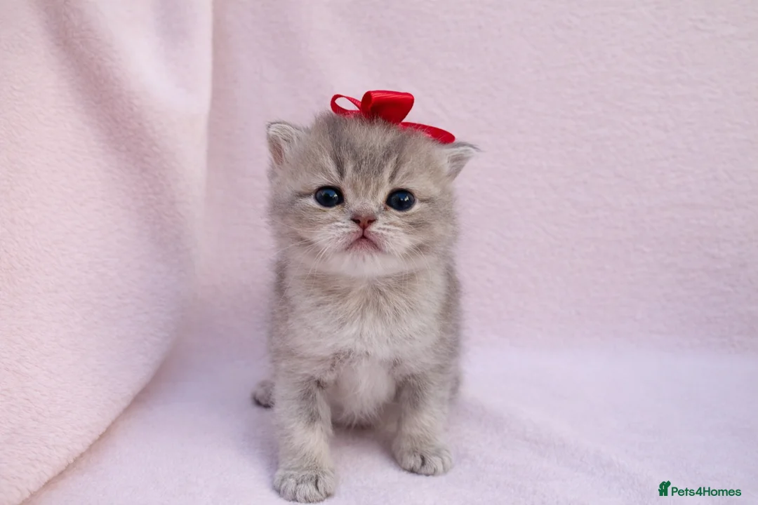 British Shorthair cats for sale: Golden British shorthair pedigree chocolate lilac - Advert 2