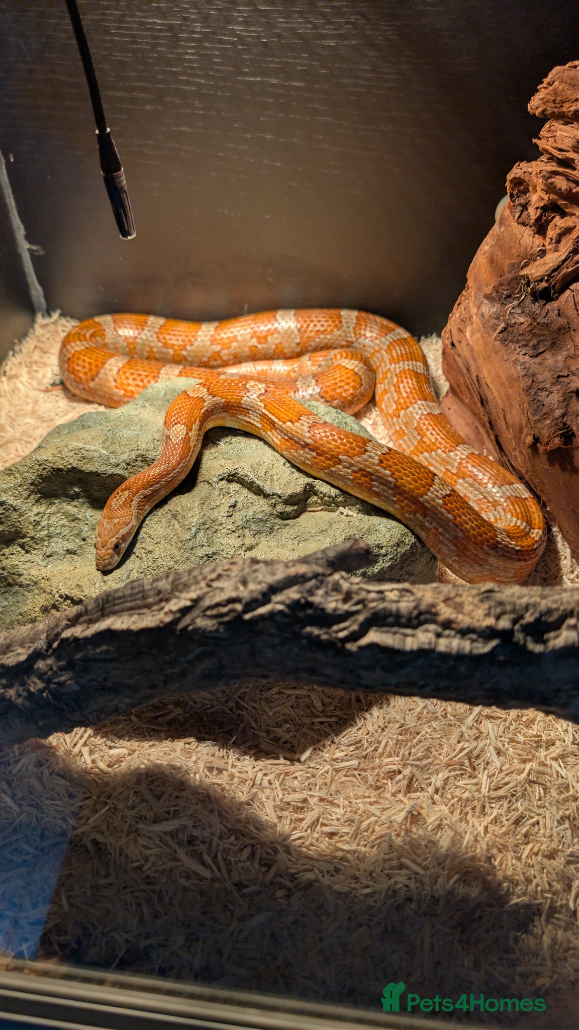 Corn Snake reptiles Gorgeous corn snake named Shreddy  - Advert 1