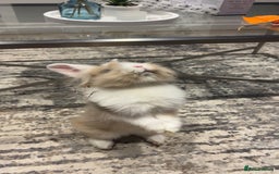 Dwarf Lop rabbits for sale: Mini lop and lion head  - Image 4