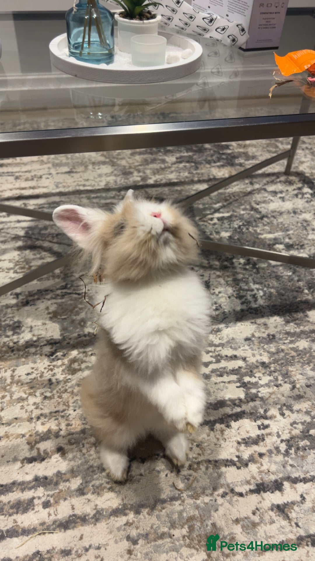 Dwarf Lop rabbits for sale: Mini lop and lion head  - Image 4