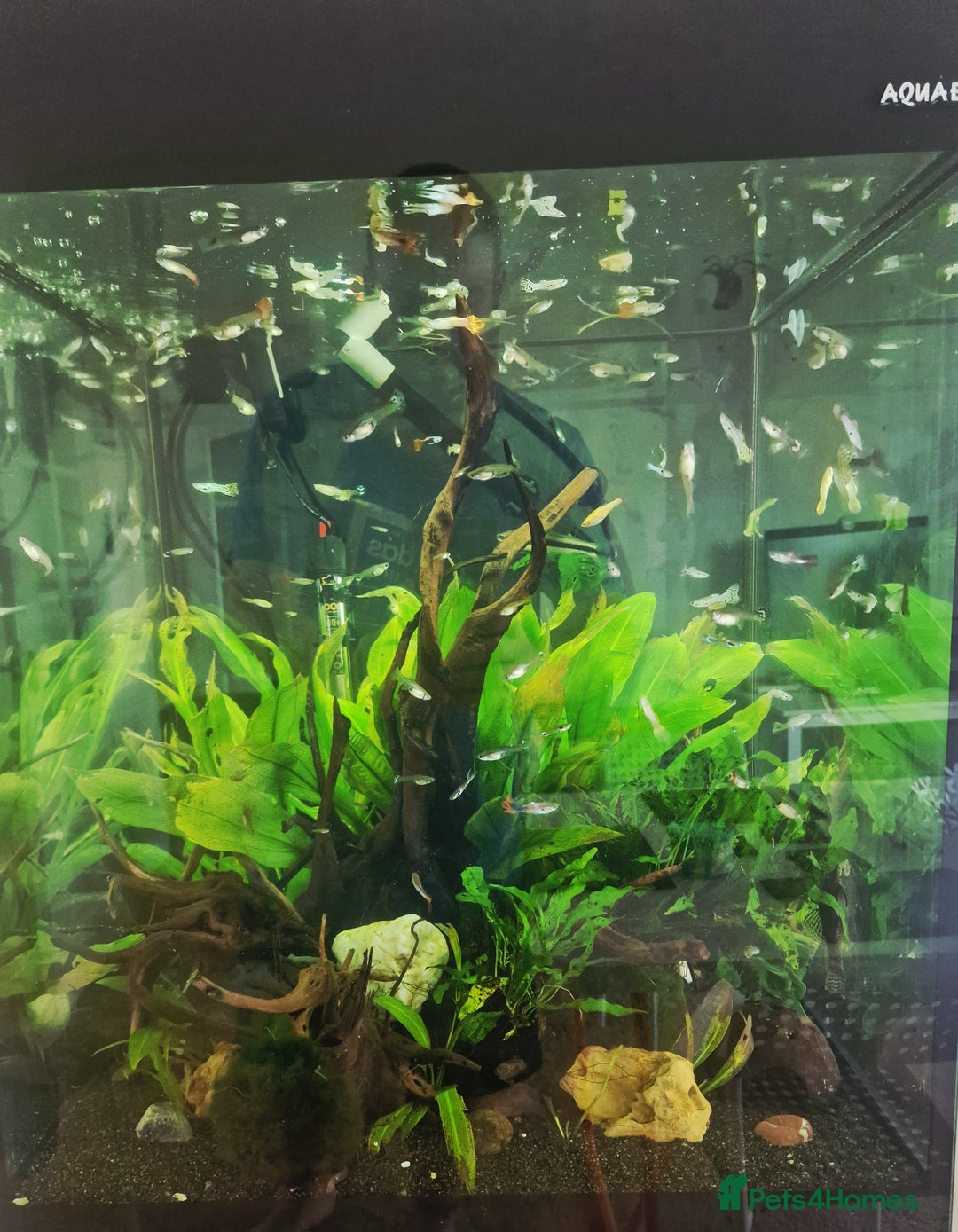 Live Bearers fish for sale: Colourful Guppies,  male and female £1 - Image 4