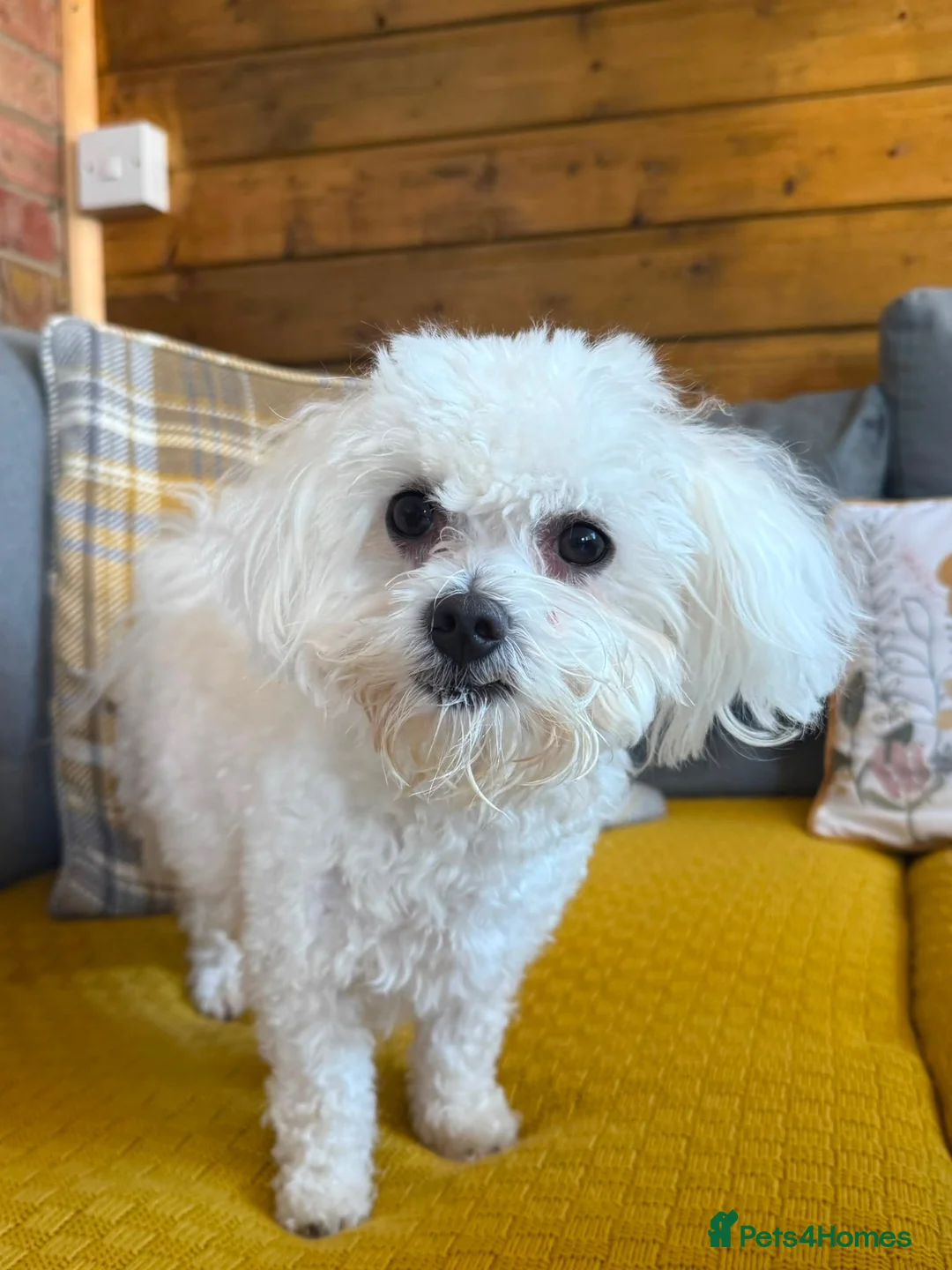 Maltese dogs for stud: Toy Maltese for stud  - Advert 3
