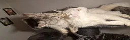 Maine Coon cats for sale: Pedigree mainecoon kittens  - Advert 5