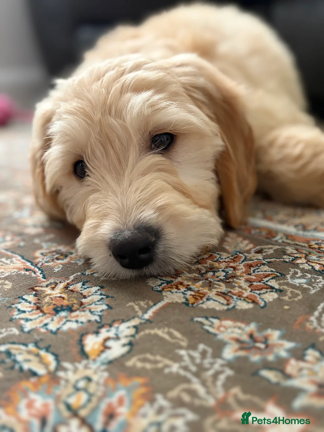 Golden Retriever dogs for sale: Golden Retriever Puppy – 9 Weeks Old in London - Advert 6