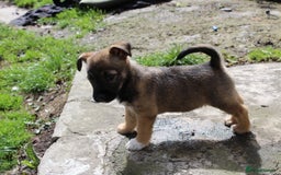 Mixed Breed dogs for sale: Gorgeous CairnJacks - Image 9