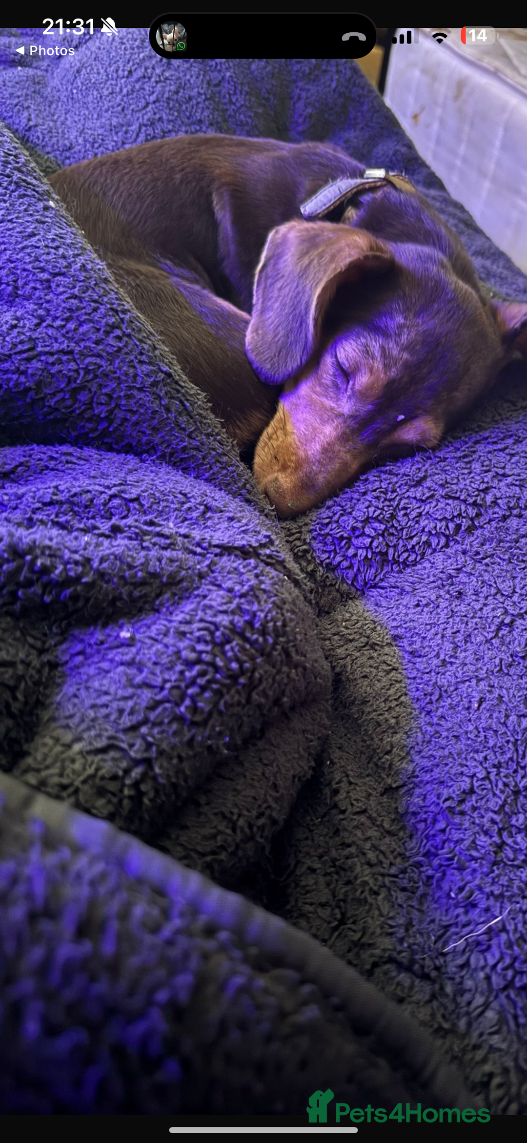 Dachshund dogs for sale: Dachshund  - Image 4