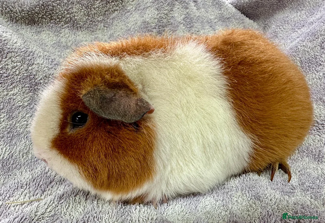 Guinea Pig rodents for sale: Gorgeous Teddy Guinea Pigs Available - Advert 9