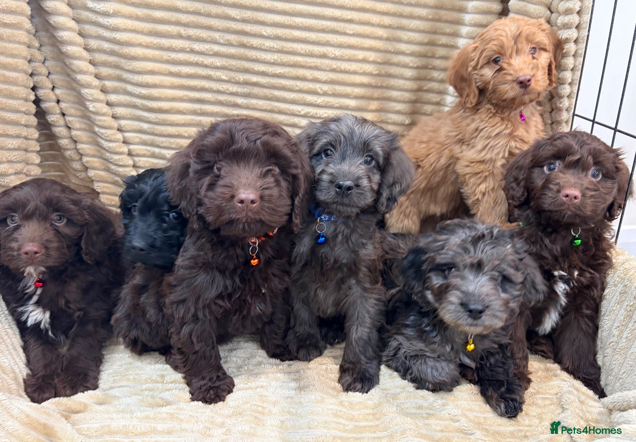 Cockapoo dogs for sale: Beautiful Cockapoo Puppies  - Advert 1