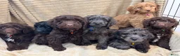 Cockapoo dogs for sale: Beautiful Cockapoo Puppies  - Advert 1