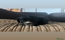 Mixed Breed dogs for sale: Pups for sale  - Image 3