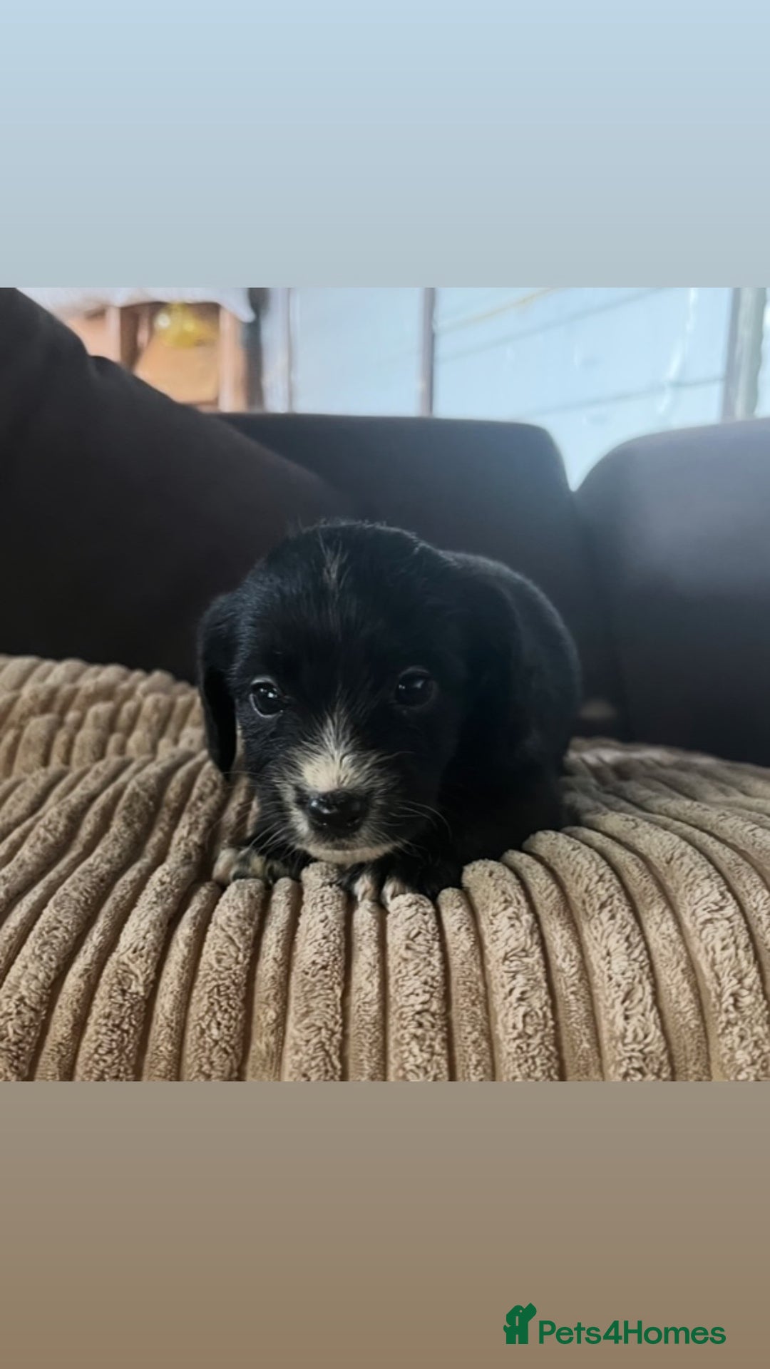 Mixed Breed dogs for sale: Pups for sale  - Image 3