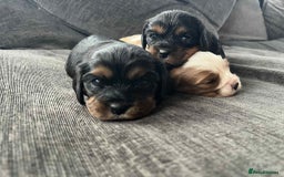 Cavalier King Charles Spaniel dogs for sale: Cavalier King Charles  - Image 8