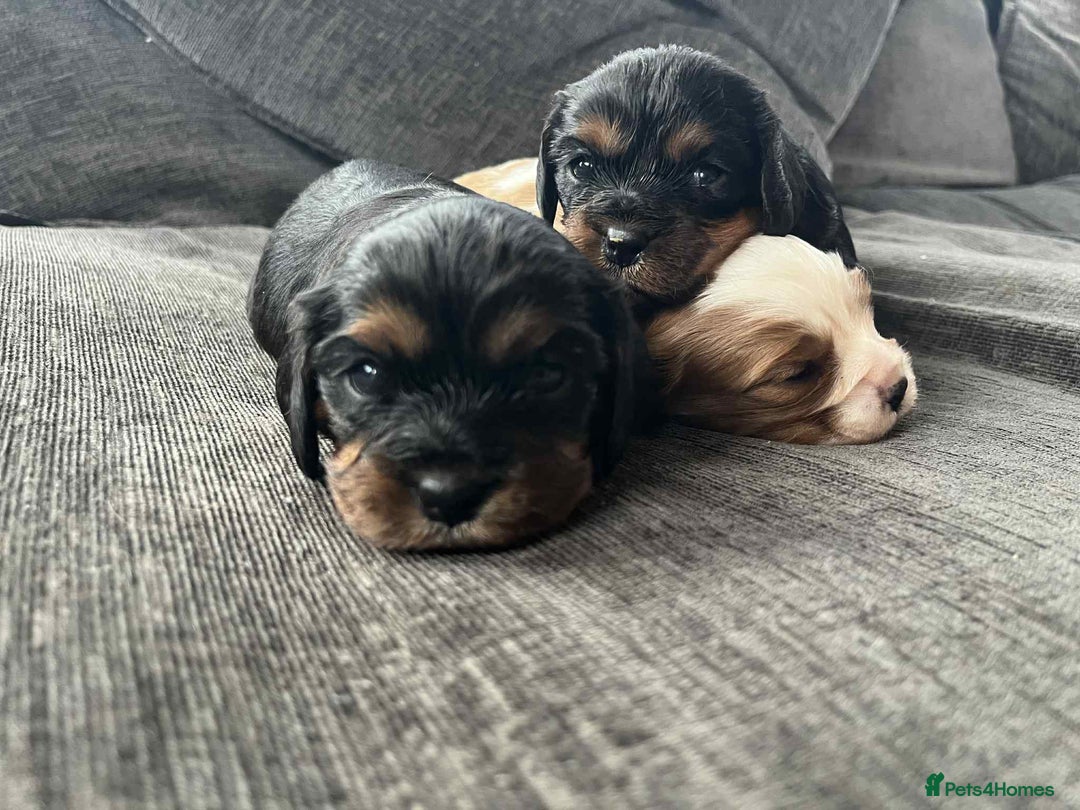 Cavalier King Charles Spaniel dogs for sale: Cavalier King Charles  - Image 8