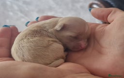 Maltipoo dogs for sale: Maltipoo  - Image 10