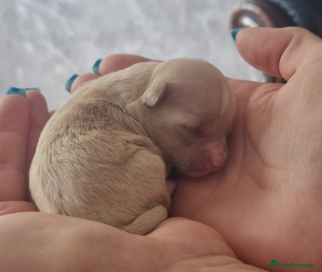 Maltipoo dogs for sale: Maltipoo  - Image 10