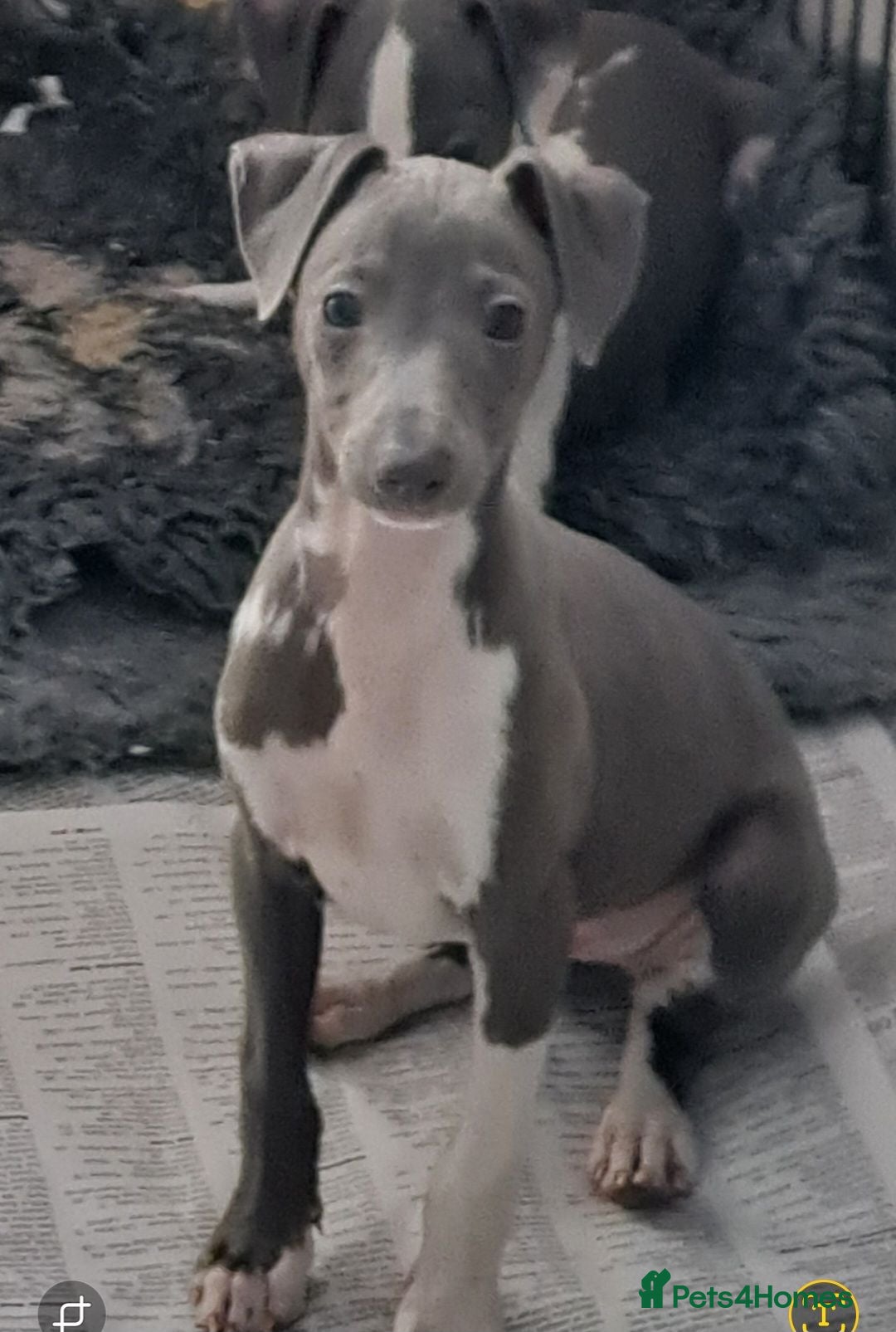 Italian Greyhound dogs KC registered Italian greyhound puppies 1 boy left - Advert 4