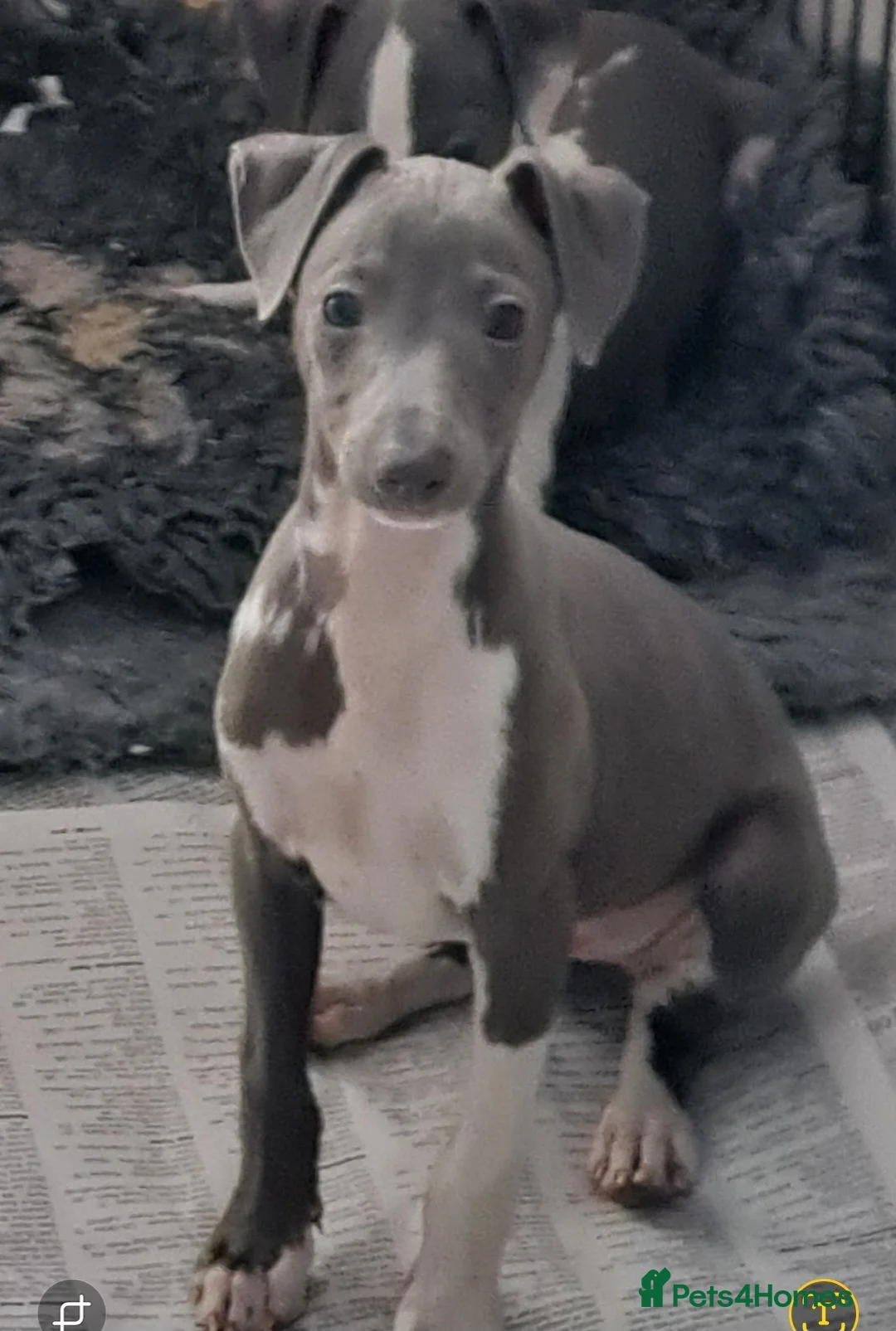 Italian Greyhound dogs for sale: KC registered Italian greyhound puppies 1 boy left - Advert 1