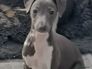 Italian Greyhound dogs KC registered Italian greyhound puppies 1 boy left - Advert 4