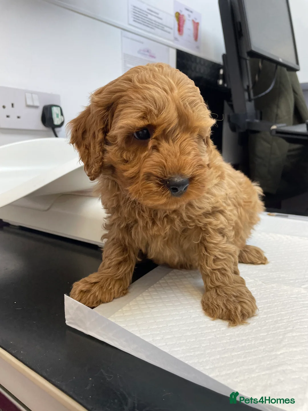 Cockapoo dogs for sale: Cockapoo pups - Advert 6