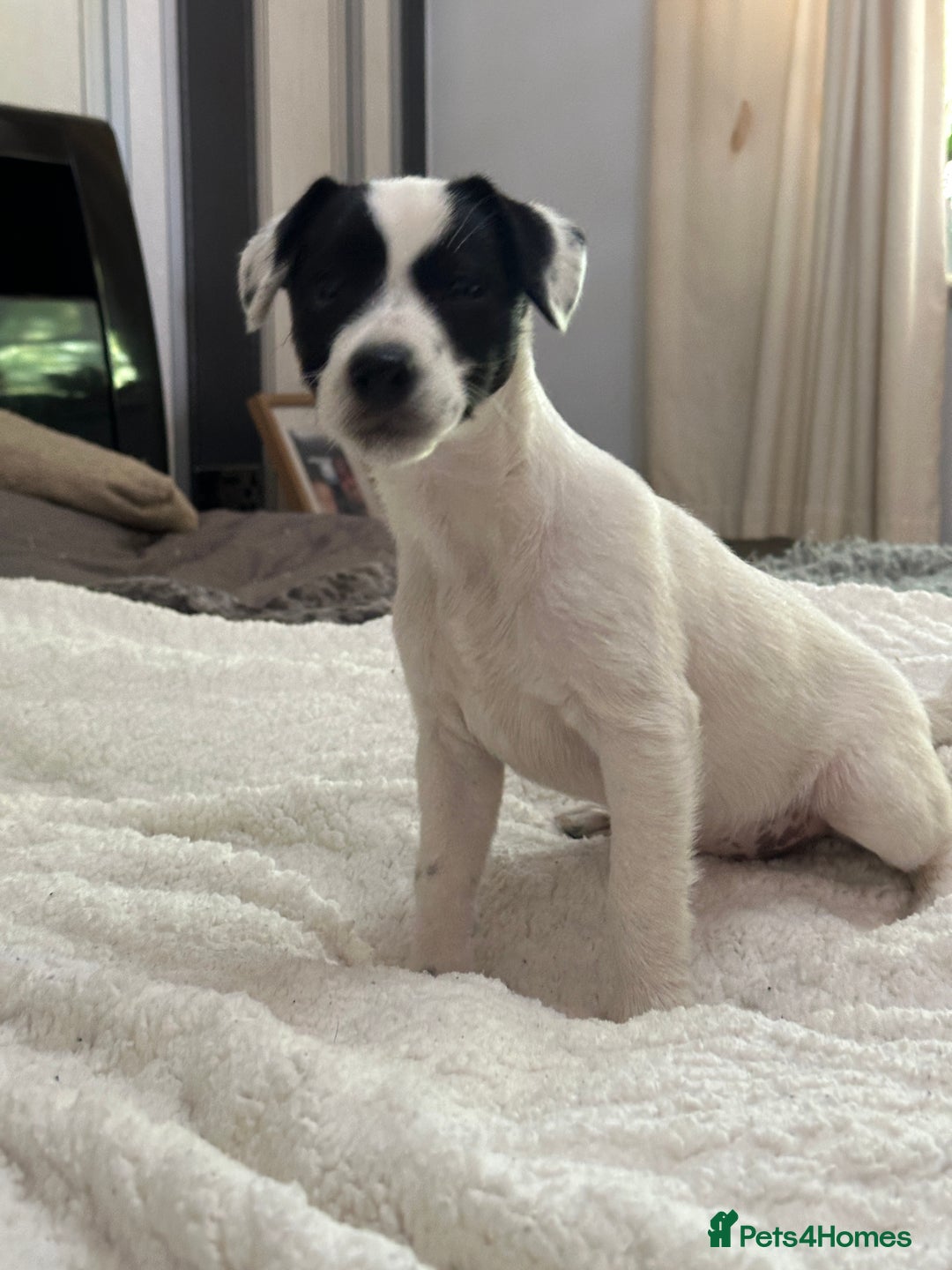 Patterjack dogs for sale:  🐾 Patterdale x Jack Russell Puppies 🐾 - Image 26