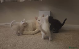 Mixed Breed cats for sale: 4 beautiful kittens ready in 2 weeks  - Image 9