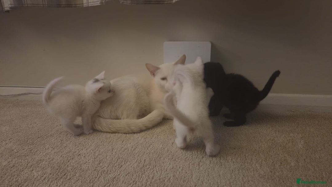 Mixed Breed cats for sale: 4 beautiful kittens ready in 2 weeks  - Image 9