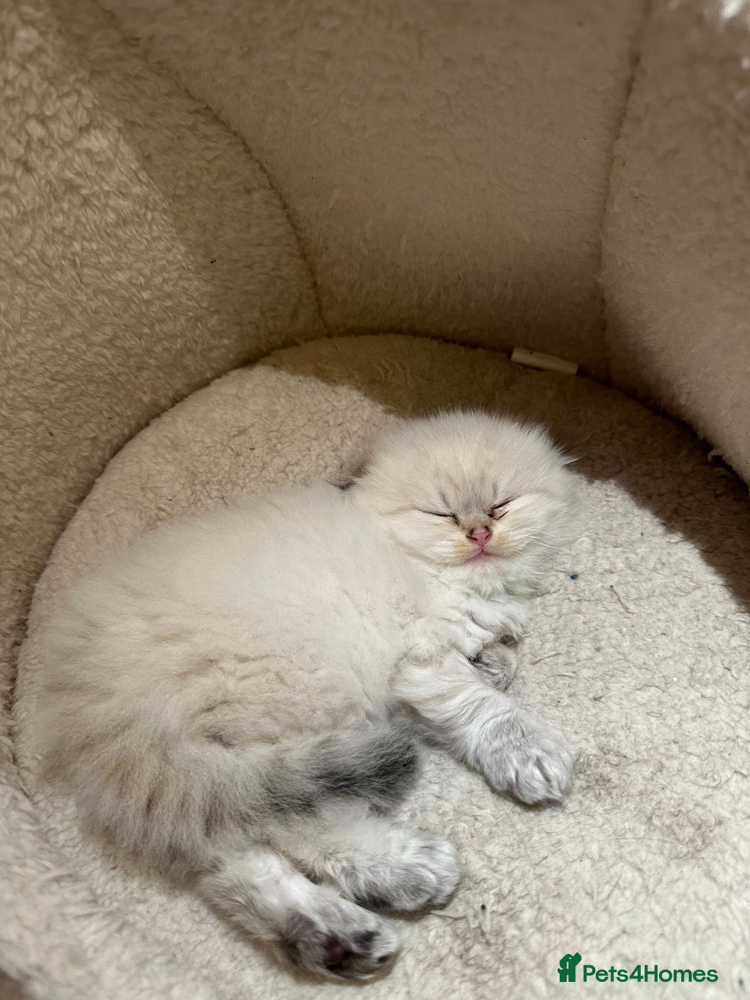 Scottish Fold cats for sale: Scottish fold Kitten Healthy &Loving - Advert 22