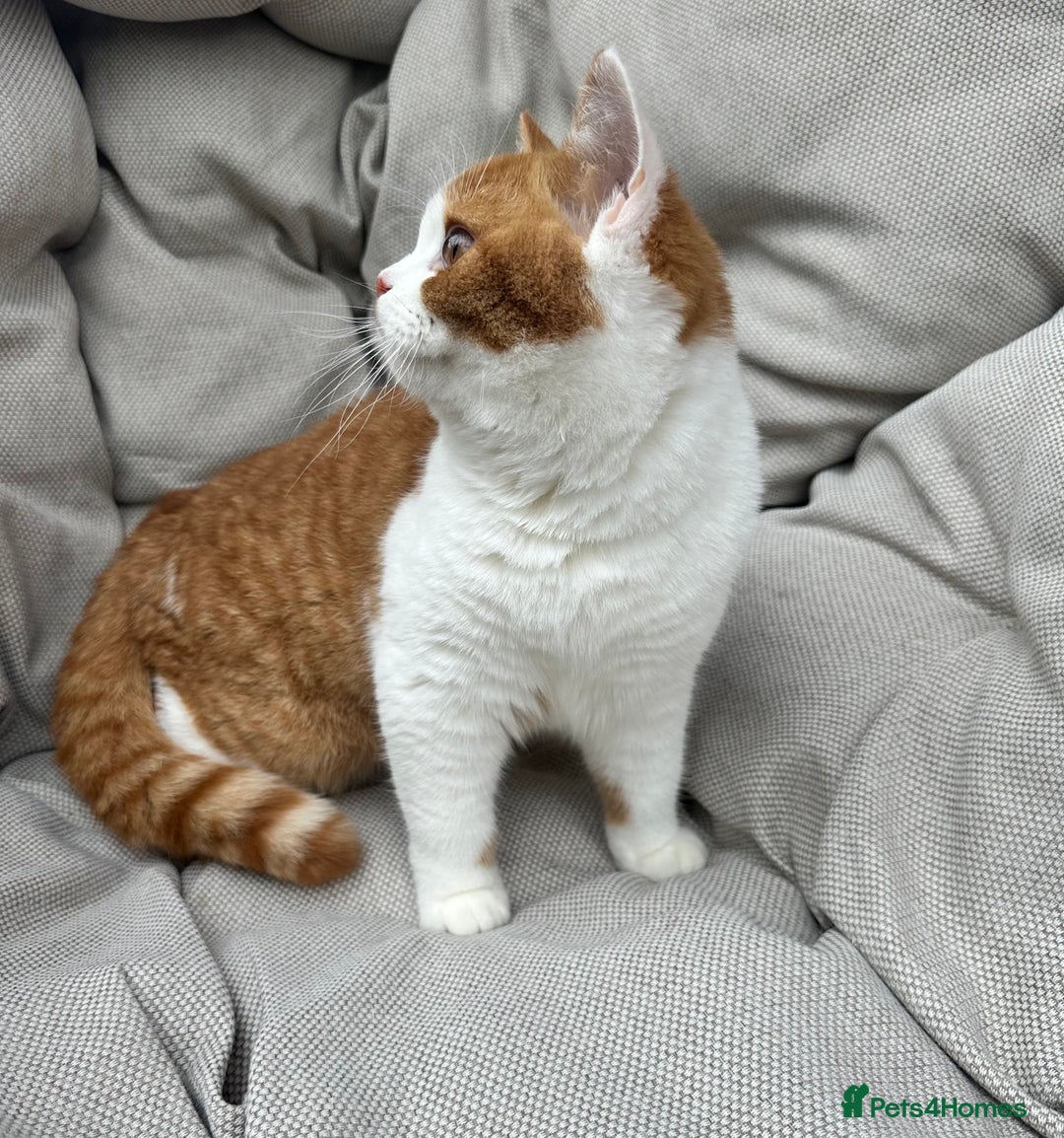 British Shorthair cats for sale: British Shorthair Chunky kittens - Image 12