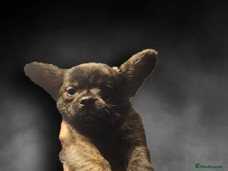 French Bulldog dogs - Advert 2