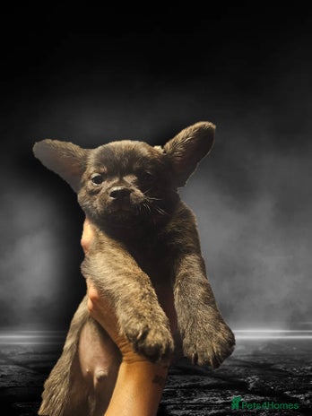French Bulldog dogs - Advert 17
