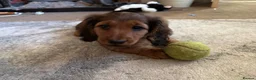 Dachshund dogs for sale: 2x Red dapple Dachshund puppies ready to go.. - Advert 12