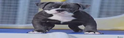Olde English Bulldogge dogs for sale: 23 years experienced 5 star rated licensed and reg - Advert 2