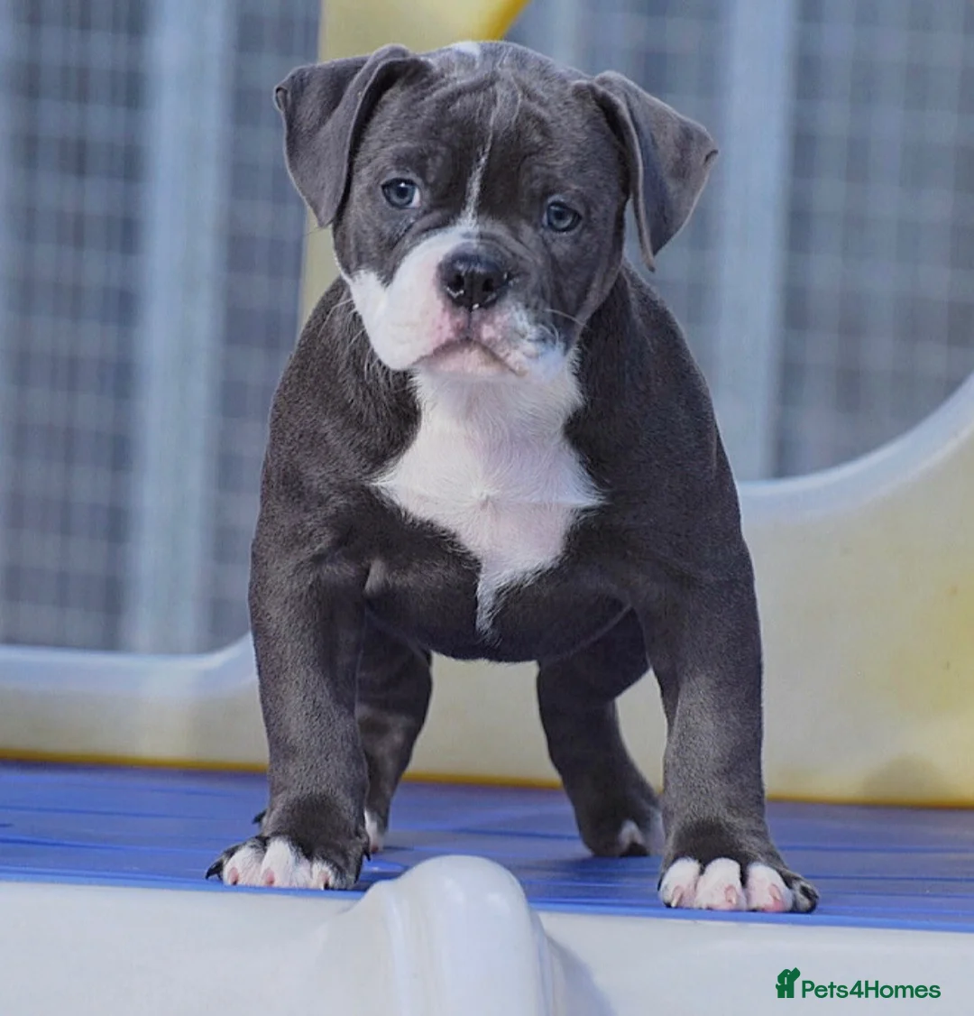 Olde English Bulldogge dogs for sale: 23 years experienced 5 star rated licensed and reg - Advert 2