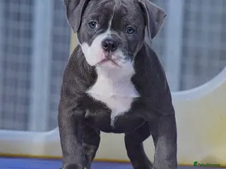 Olde English Bulldogge dogs 23 years experienced 5 star rated licensed and reg - Advert 10