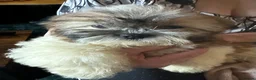 Shih Tzu dogs for sale: Shih Tzu puppy  - Advert 22