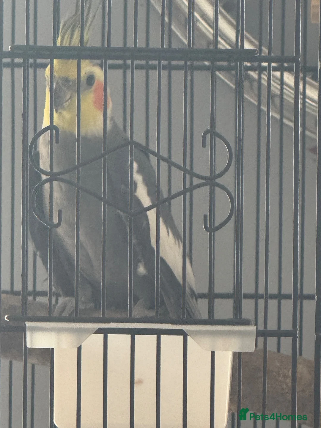 Cockatiels birds for sale: Male Cockatiel - Advert 5