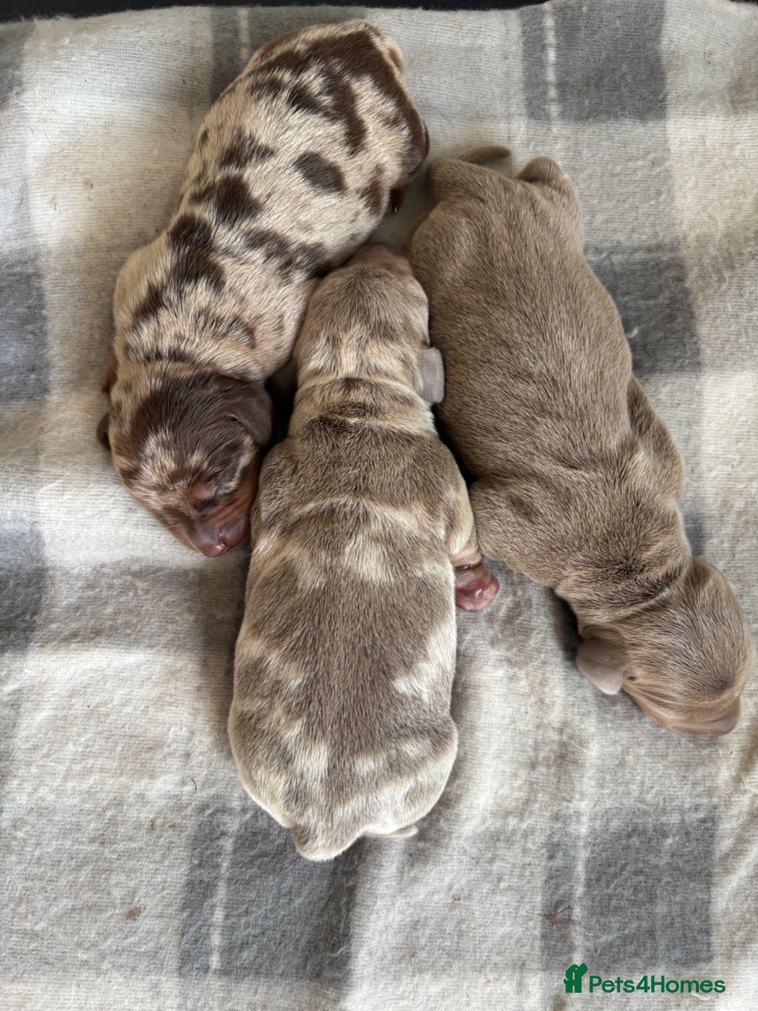 Miniature Dachshund dogs Miniature Dachshunds  - Advert 2