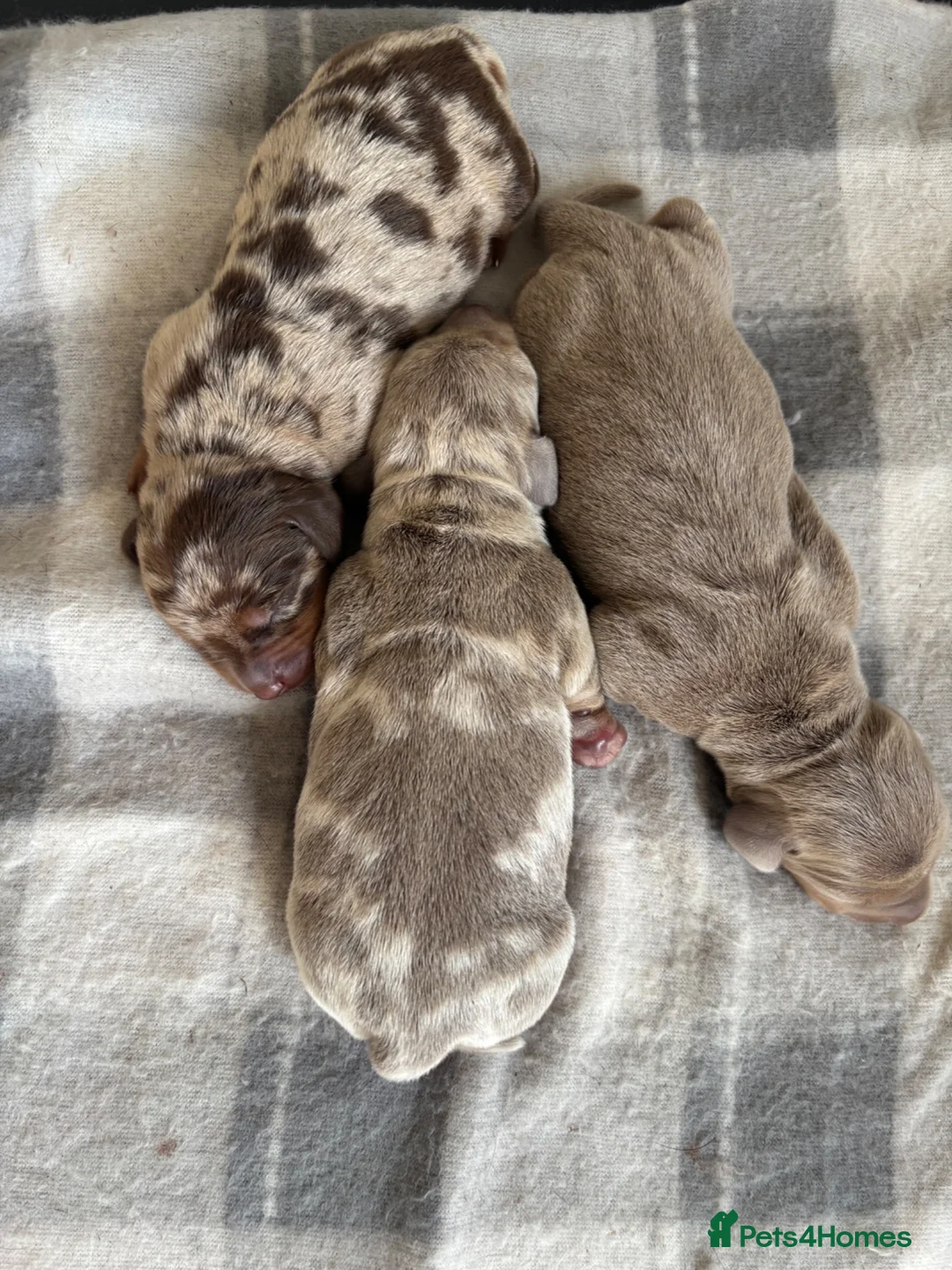 Miniature Dachshund dogs for sale: Miniature Dachshunds  - Advert 2