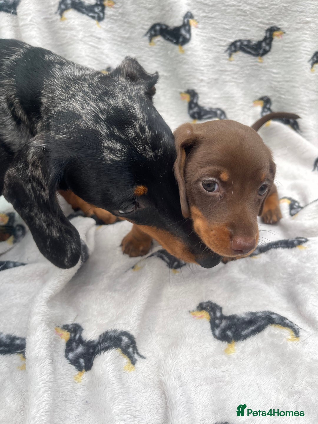 Miniature Dachshund dogs for sale: KC Reg Pedigree Mini Smooth Haired Dachshunds - Image 35