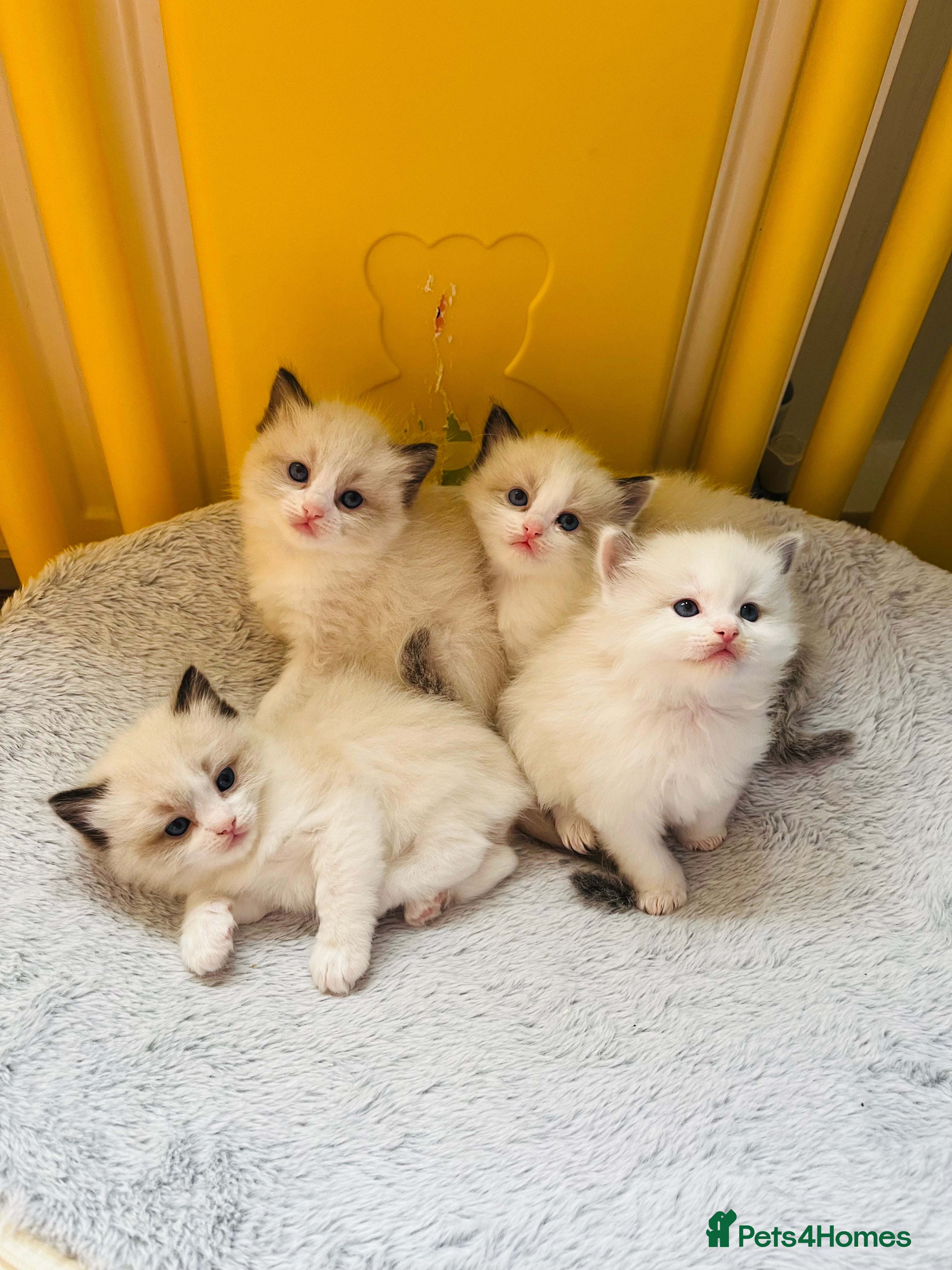 Ragdoll cats 4 GCCF registered Ragdoll kittens - Advert 5