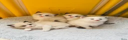 Ragdoll cats for sale: 4 GCCF registered Ragdoll kittens - Advert 1