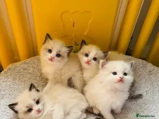 Ragdoll cats 4 GCCF registered Ragdoll kittens - Advert 5
