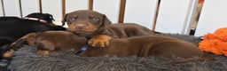 Dobermann dogs for sale: HEALTH TESTED, HOME REARED, STUNNING DOBERMAN PUPS - Advert 9